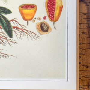Passionflower, Passiflora incarnata - Image 2