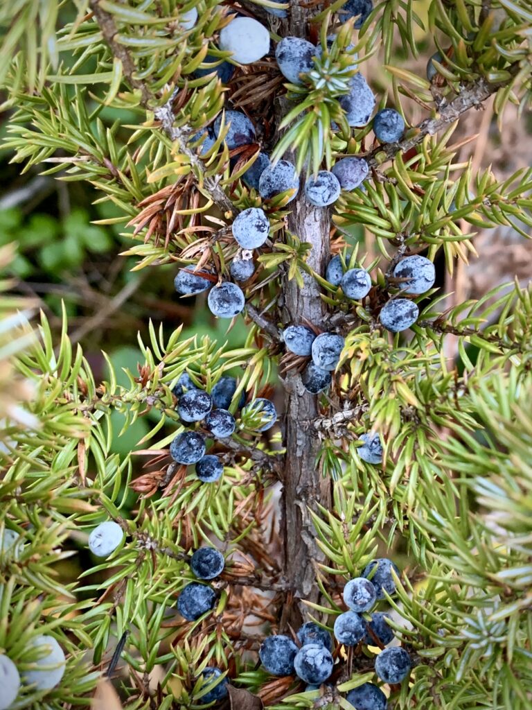 Example of wild juniper berries