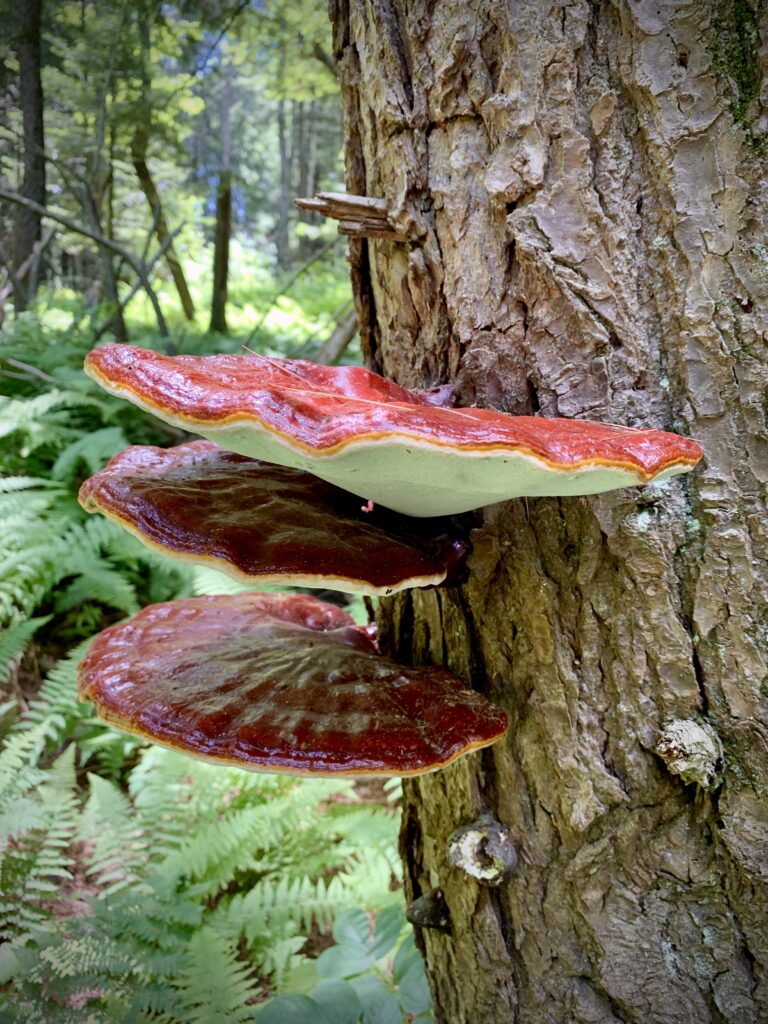 Example of live reishi mushroom growing on stump